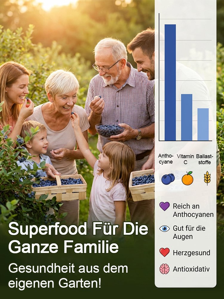Organiczna roślina borówki amerykańskiej o dużych owocach i wysokim plonie (gwarancja zwrotu pieniędzy)