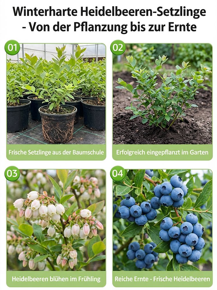 Organiczna roślina borówki amerykańskiej o dużych owocach i wysokim plonie (gwarancja zwrotu pieniędzy)