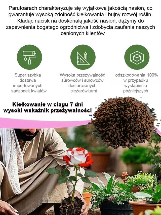 Kolorowe nasiona róży