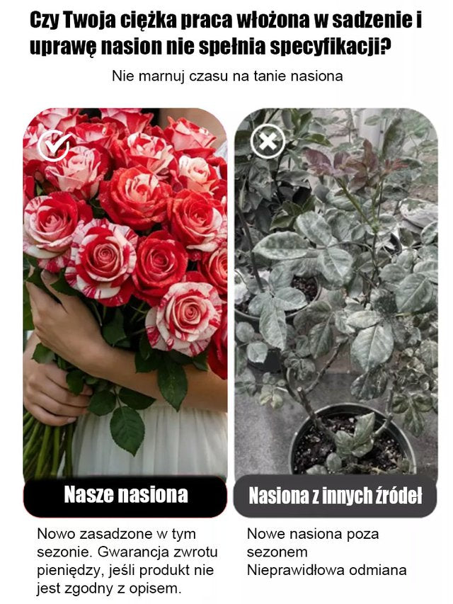 Kolorowe nasiona róży