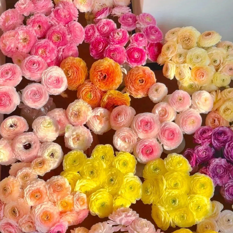 Cebulki kwiatów jaskra – delikatne, eleganckie, niezapomniane 🌸