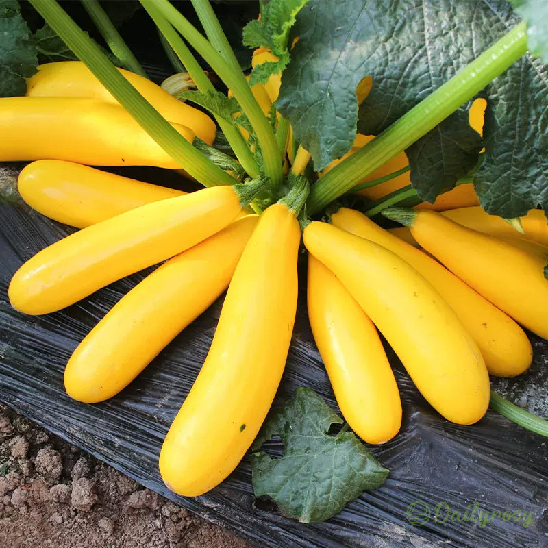 Bananowa cukinia - Złota cukinia🌿Można uprawiać przez cały rok