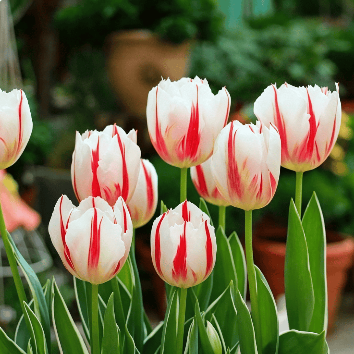 🌷Rzadkie nasiona tulipanów – kolorowe wiosenne kwiaty do doniczek, rabat i ogrodów