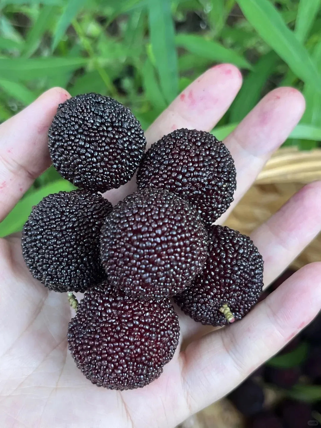 Velikanska jagoda Bayberry: Velikost žogice za namizni tenis, ⭐ Okus kombinacije jagode in češnje-SI