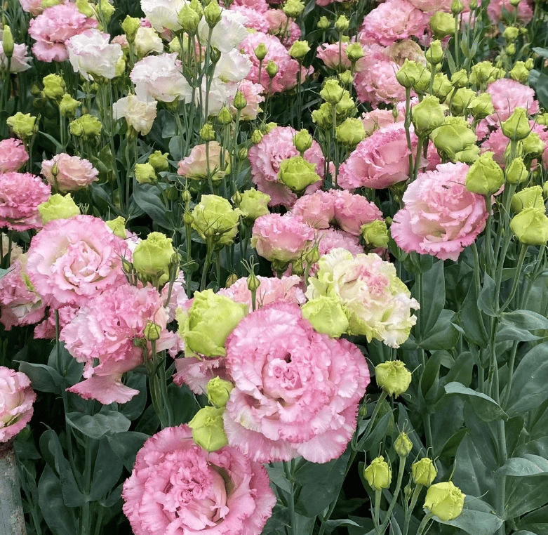 🔥Ostatni dzień wyprzedaży💝Eustoma Thornless Rose💐Lisianthus Seeds