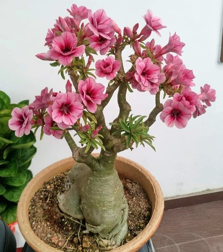 🔥Užauginkite „Desert Queen“ – dabar su nuolaida!🎁 😍Mėgsta žydėti, ilgai žydi 🌵 Dykumos rožė-LT
