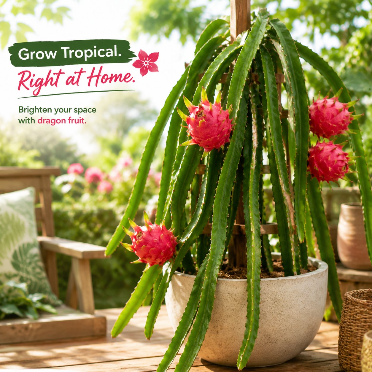 Dragon fruit seedlings – Grow exotic, sweet and delicious dragon fruit at home 🌵