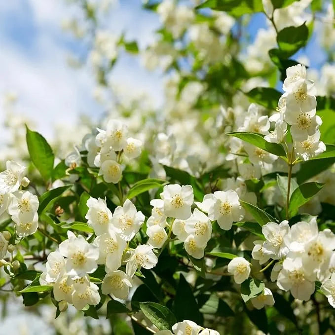 OSTATNI DZIEŃ PROMOCJI - 35% ZNIŻKI 🌸 Roślina doniczkowa Jaśmin (🌱Gwarancja przetrwania: Darmowa wymiana🌿)