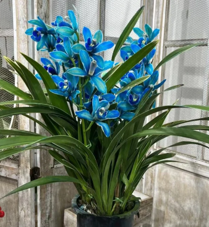 👑 Królowa Orchidei – Długowieczne Cebule Cymbidium