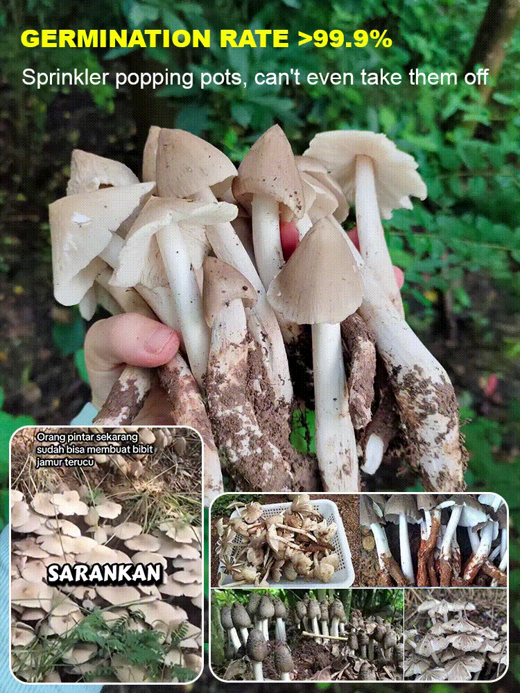 Autentiška „Jizong“ grybų veislė-LT