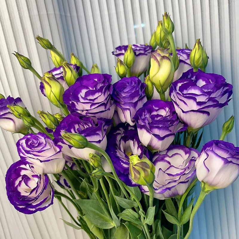 🔥Τελευταία μέρα πώλησης💝Eustoma Thornless Rose💐Σπόροι Lisianthus-GR