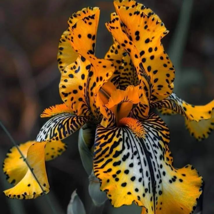 ⚜️Rzadki, wysoki irys brodaty (odmiana kłączowa premium)