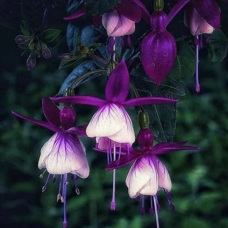 🌺Nasiona fuksji - Kwiat latarniowy