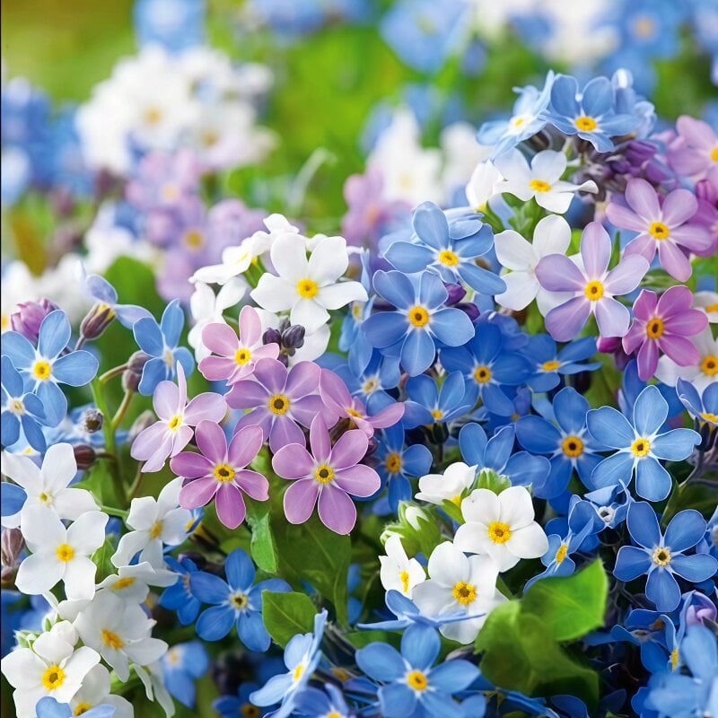 Nasiona niezapominajki Blue Memory – kwiaty do ogrodu wiejskiego o sprawdzonej jakości 🌿💙