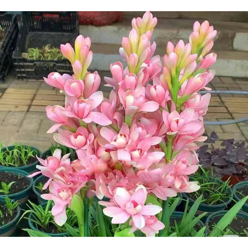 Διπλή Τουμπερόζα 🌸 - Μεγάλο βολβώδες λουλούδι-GR