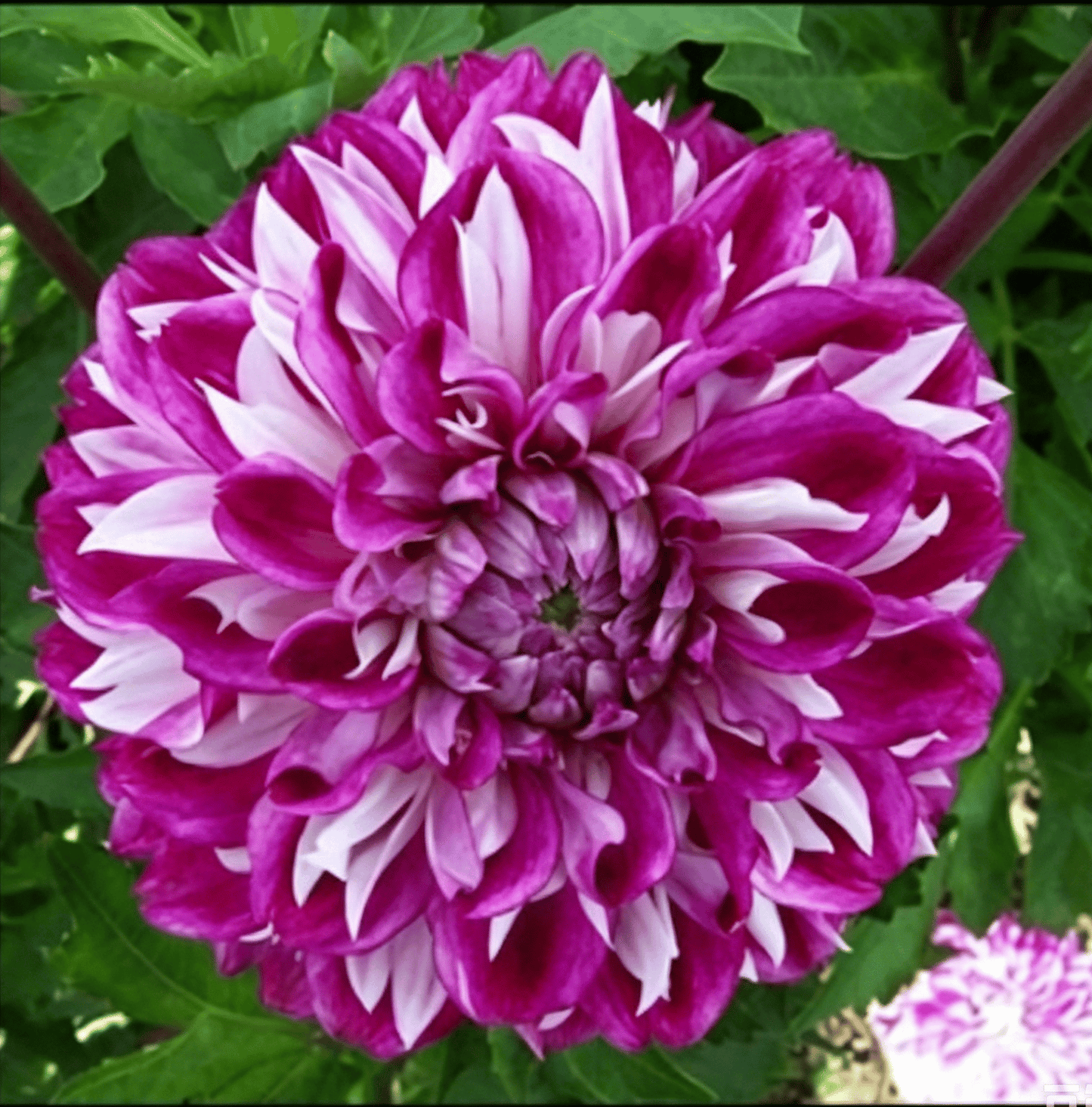 Nasiona dalii Garden Showstopper – duże, kolorowe kwiaty, które skradły show
