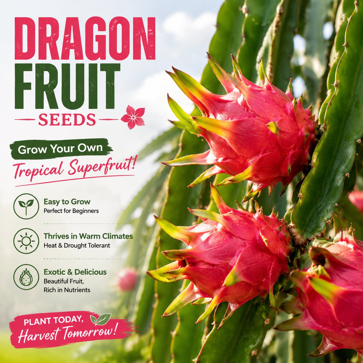 Dragon fruit seedlings – Grow exotic, sweet and delicious dragon fruit at home 🌵