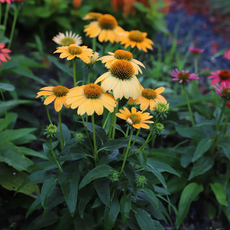 Nasiona jeżówki (Echinacea)