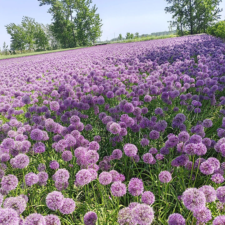 Allium Giganteum Ozdobny kwiat cebulowy