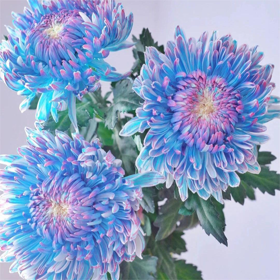 🌸Nasiona piwonii kwiatowej chryzantemy