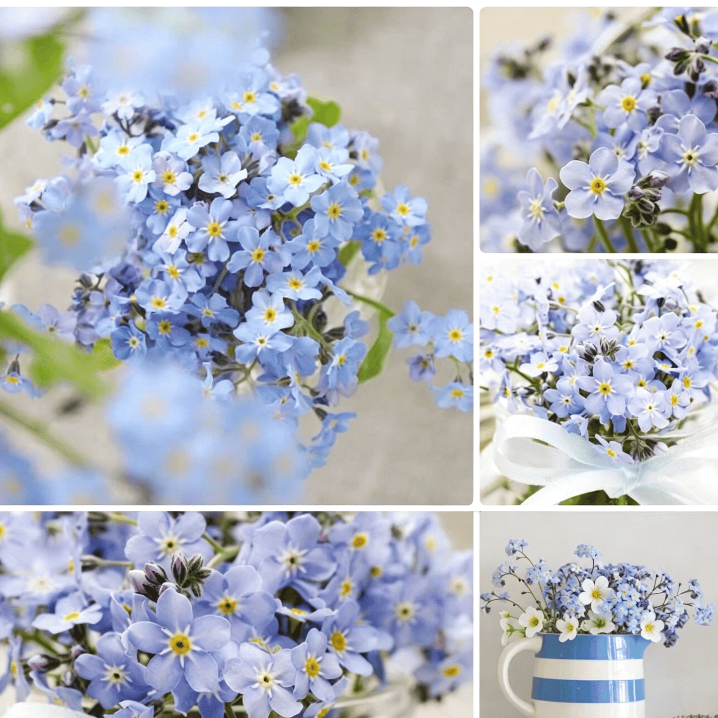 Nasiona niezapominajki Blue Memory – kwiaty do ogrodu wiejskiego o sprawdzonej jakości 🌿💙