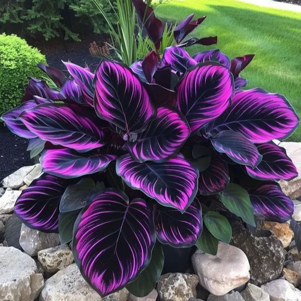 🌿 Spalvingos hostų sėklos – pavėsio karalius sode! 🌿-LT