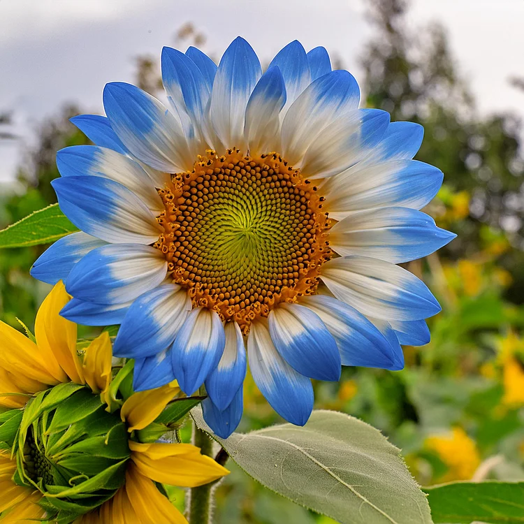 Σπόροι ηλίανθου Midnight Blaze-GR