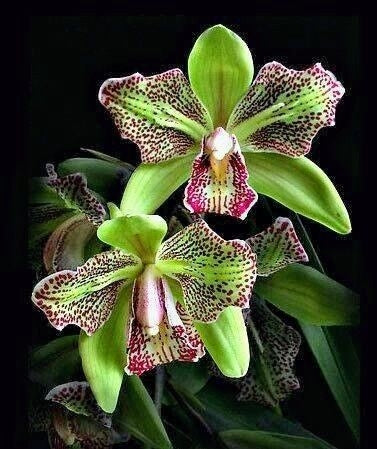 Drugelių vilkdalgių sėklos-LT