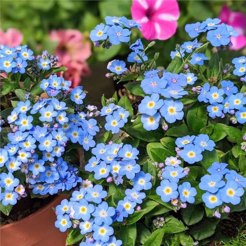 Nasiona niezapominajki Blue Memory – kwiaty do ogrodu wiejskiego o sprawdzonej jakości 🌿💙