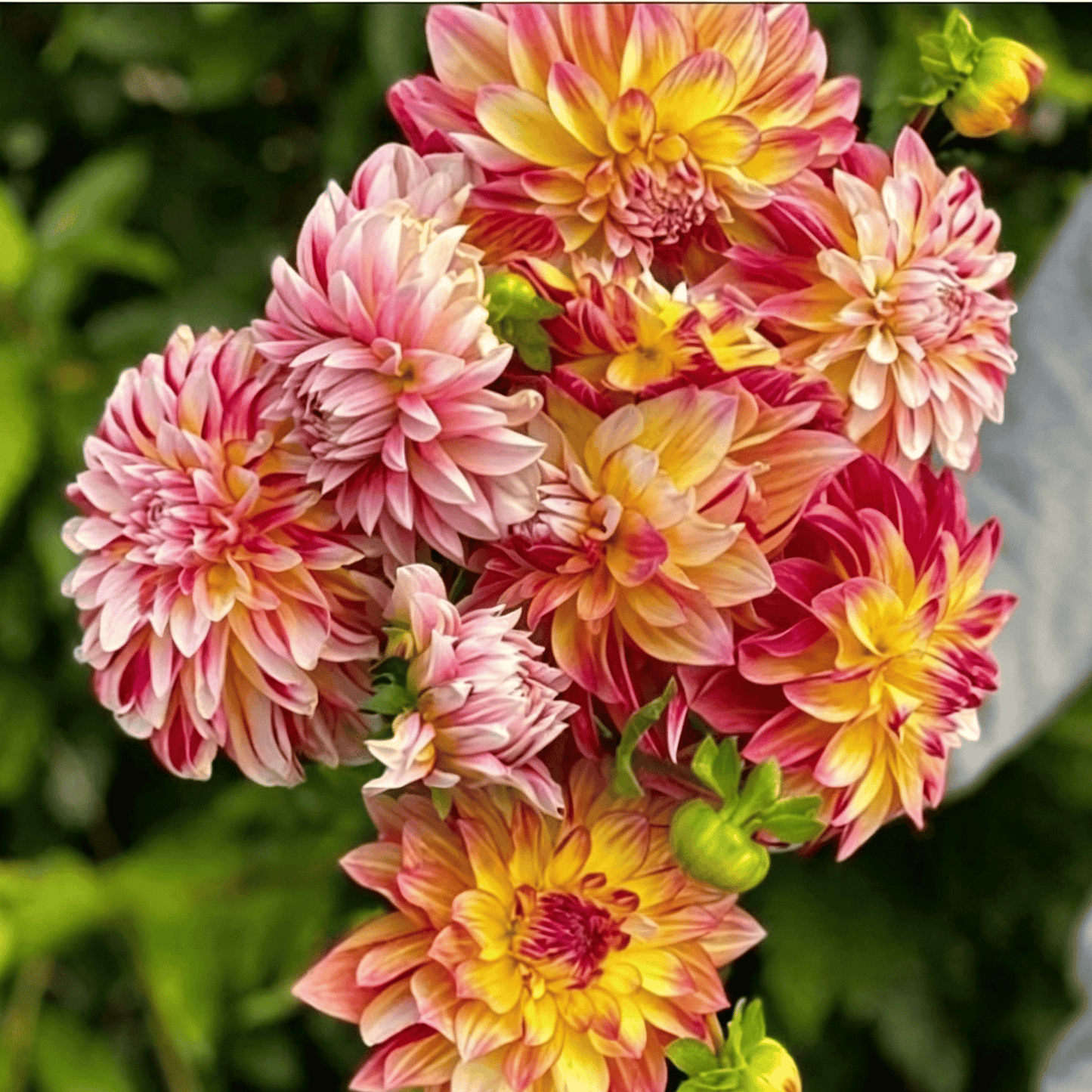Nasiona dalii Garden Showstopper – duże, kolorowe kwiaty, które skradły show