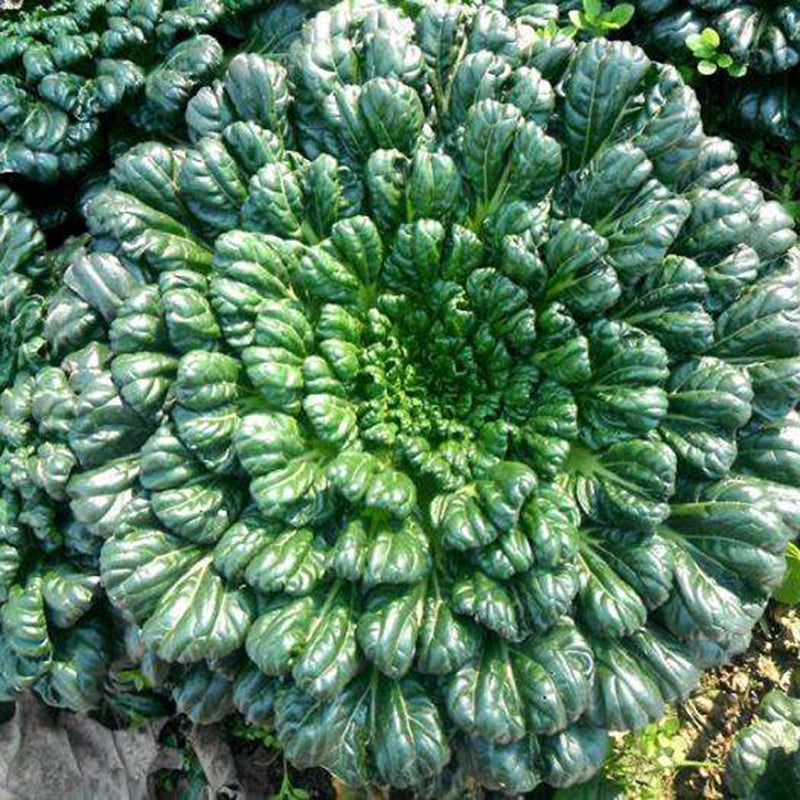 Nasiona Brassica Narinosa (WuTat Choy)