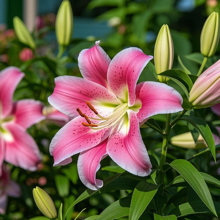 Czarna Magia Lilia🌺Perfumowane Cebulki Lilii – Świeże i Słodkie