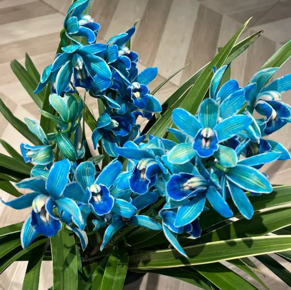 👑 Królowa Orchidei – Długowieczne Cebule Cymbidium