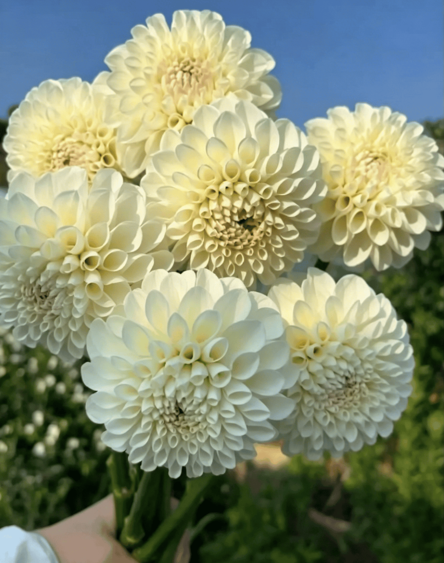 Nasiona dalii Garden Showstopper – duże, kolorowe kwiaty, które skradły show