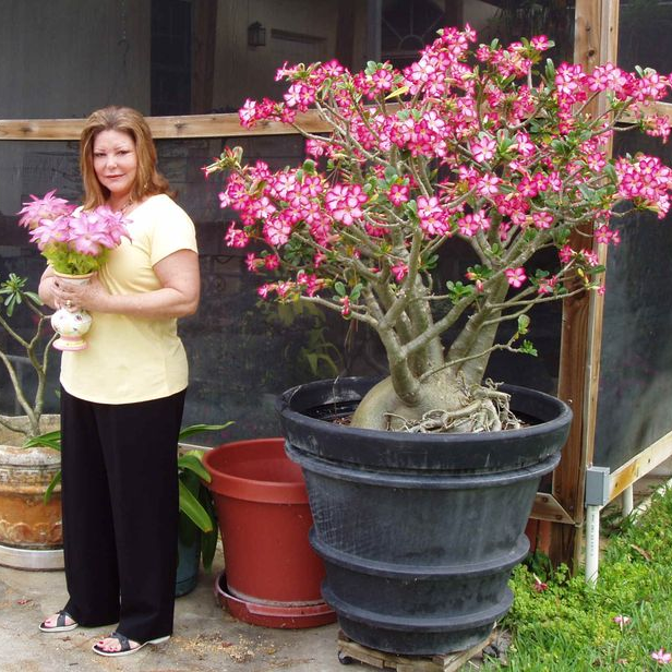 🎁Cebule róży pustynnej🌵Bardzo łatwa pielęgnacja! 🌸Cebule Adenium Obesum