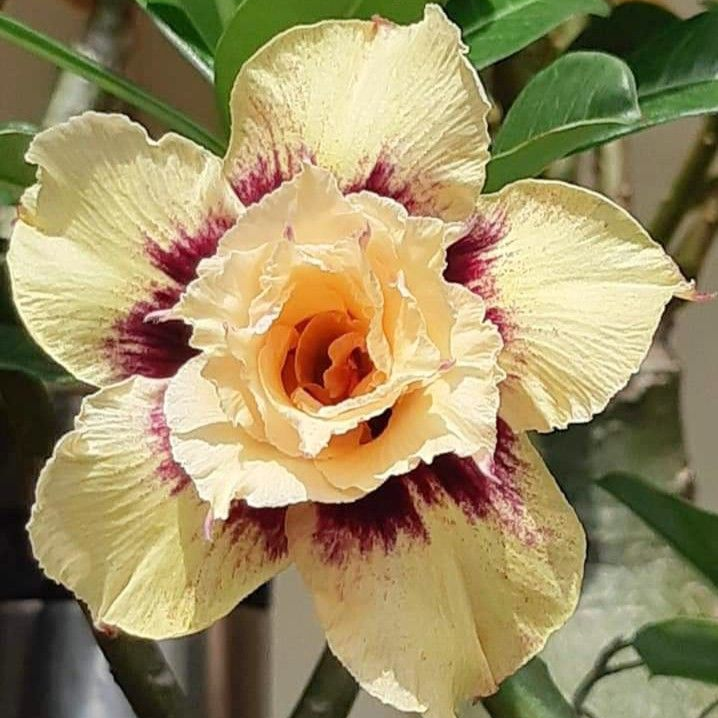 🎁Cebule róży pustynnej🌵Bardzo łatwa pielęgnacja! 🌸Cebule Adenium Obesum