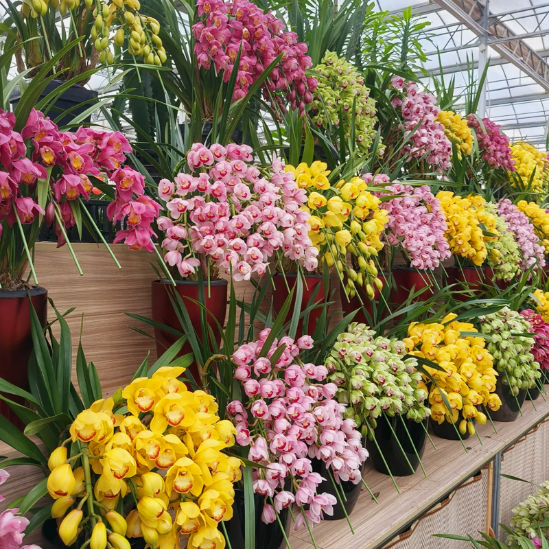 👑 Królowa Orchidei – Długowieczne Cebule Cymbidium