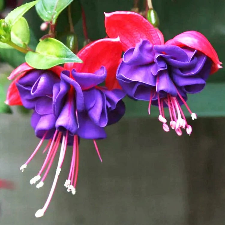 🌺Nasiona fuksji - Kwiat latarniowy