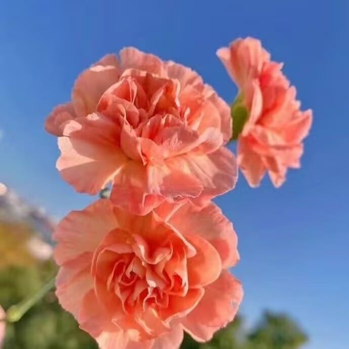 Zapachowy urok ogrodu – uprawiaj klasyczne goździki, które zachwycają o każdej porze roku🌺