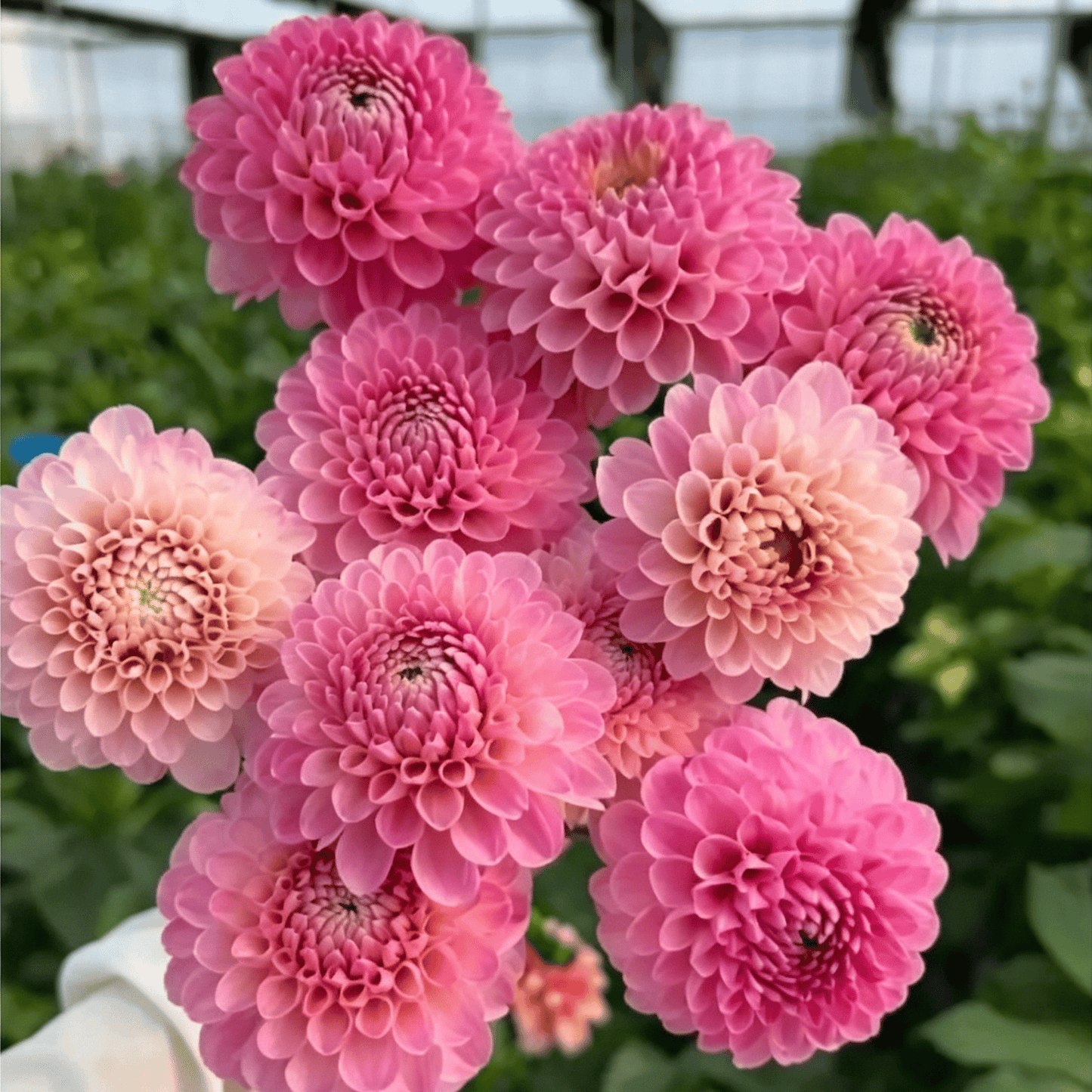 Nasiona dalii Garden Showstopper – duże, kolorowe kwiaty, które skradły show