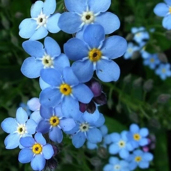 Nasiona niezapominajki Blue Memory – kwiaty do ogrodu wiejskiego o sprawdzonej jakości 🌿💙