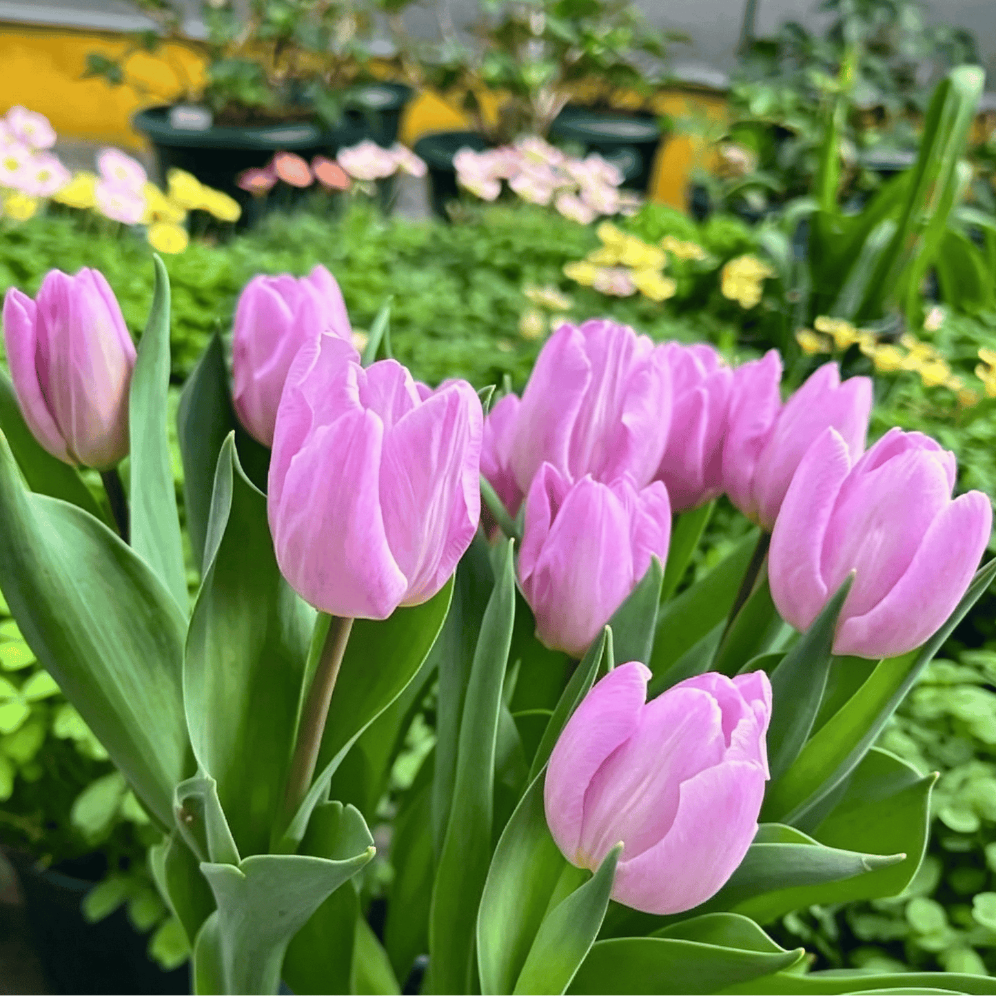 🌷Rzadkie nasiona tulipanów – kolorowe wiosenne kwiaty do doniczek, rabat i ogrodów