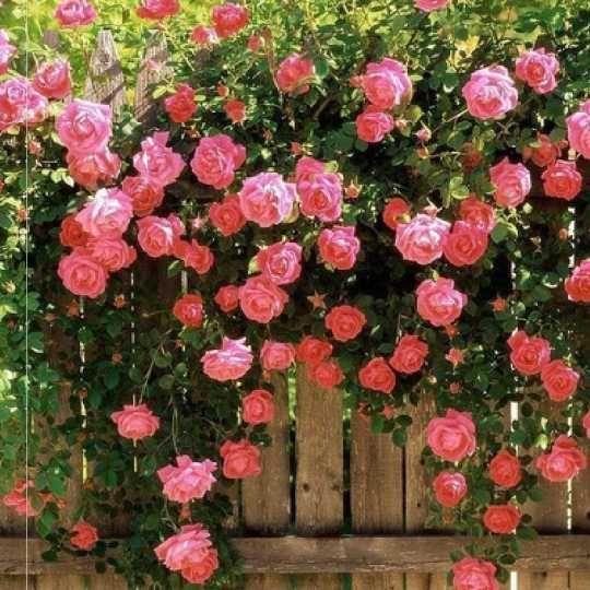 Nasiona róży pnącej🌹