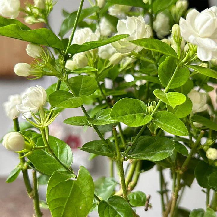 OSTATNI DZIEŃ PROMOCJI - 35% ZNIŻKI 🌸 Roślina doniczkowa Jaśmin (🌱Gwarancja przetrwania: Darmowa wymiana🌿)