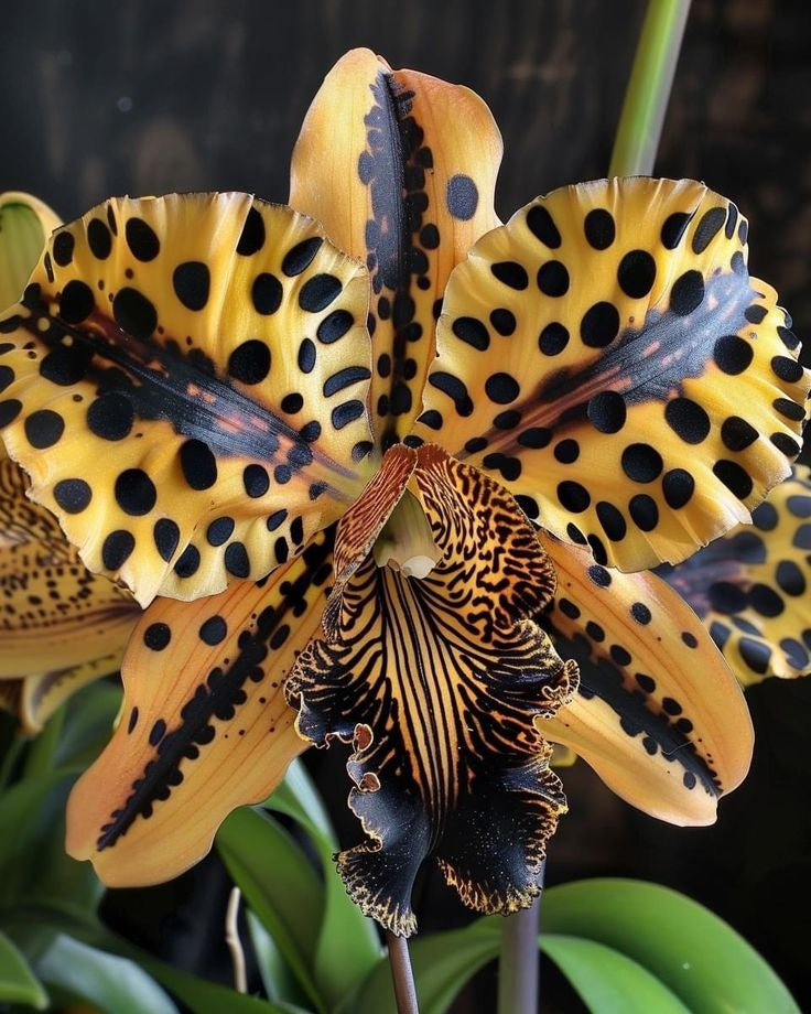 Σπόροι Ίριδας Πεταλούδας-GR