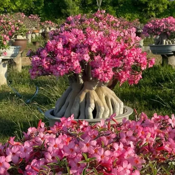 🎁Cebule róży pustynnej🌵Bardzo łatwa pielęgnacja! 🌸Cebule Adenium Obesum