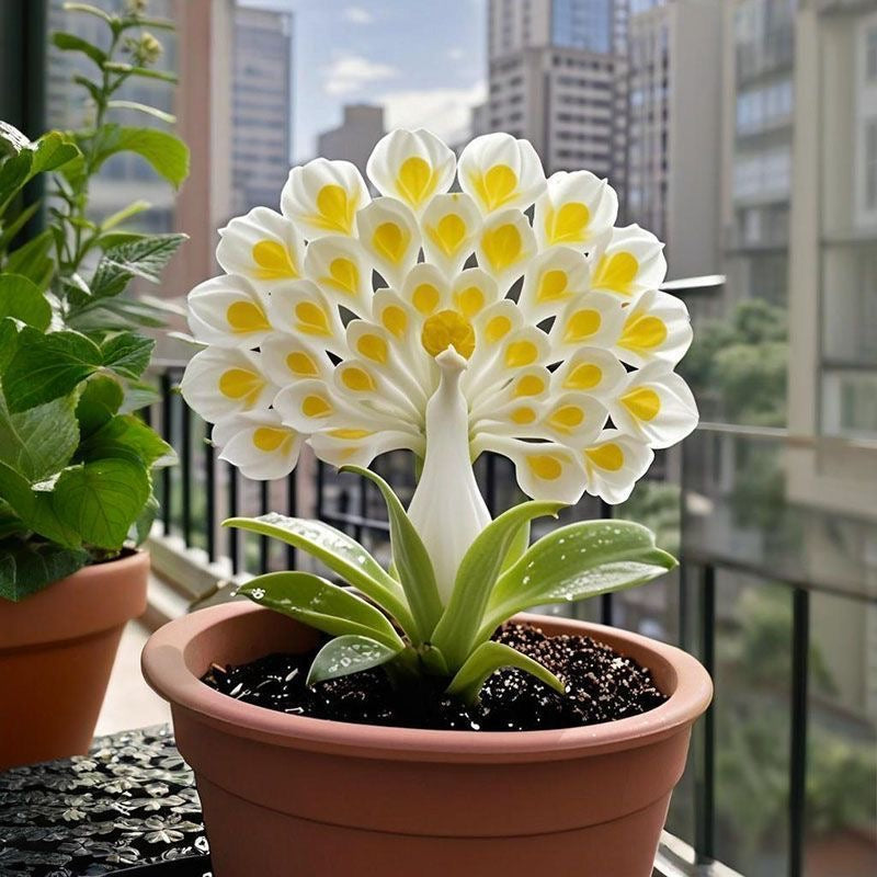 💠 „Kvapnių žiedų karalienė – Peacock orchidėjų svogūnėliai tikrai prabangiai sodo erdvei“-LT