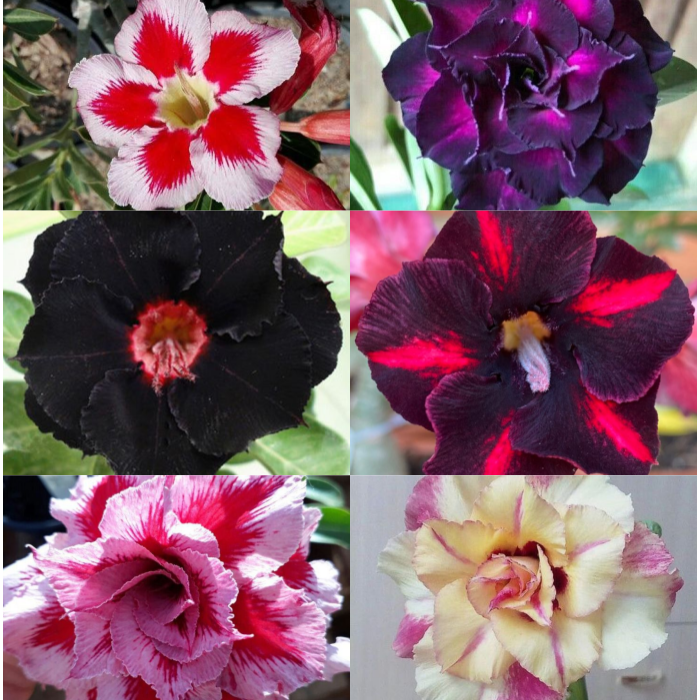 🎁Cebule róży pustynnej🌵Bardzo łatwa pielęgnacja! 🌸Cebule Adenium Obesum