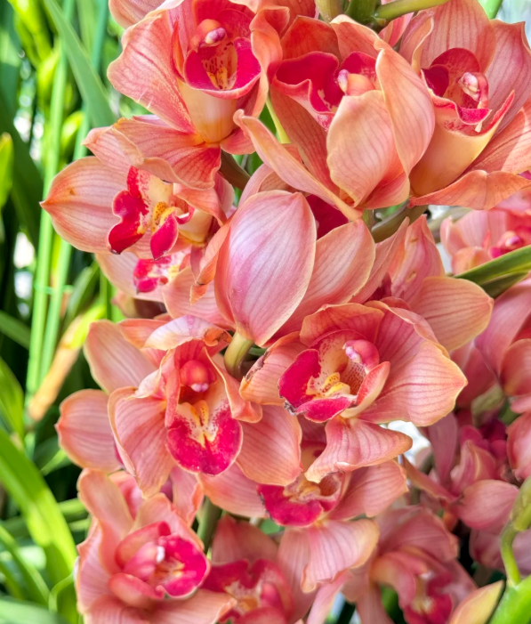 👑 Królowa Orchidei – Długowieczne Cebule Cymbidium