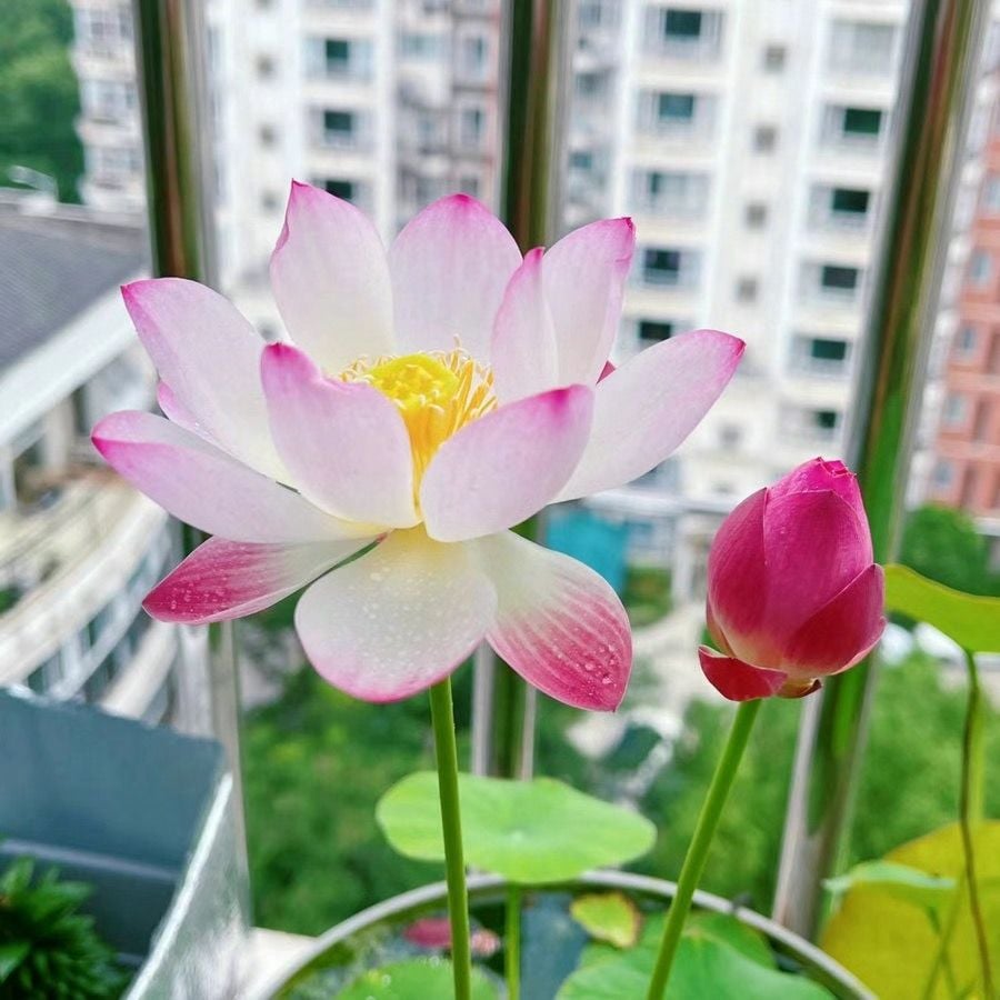 💐Święta misa do bonsai - kwiat lotosu